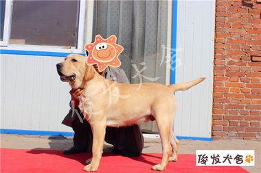 专业认证，品质之选 CKU认证精品犬舍欢迎您