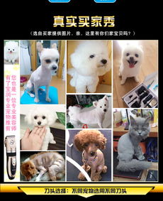 “宠物全运会”新星 汤河店宠物剃毛器，打造泰迪靓丽新造型