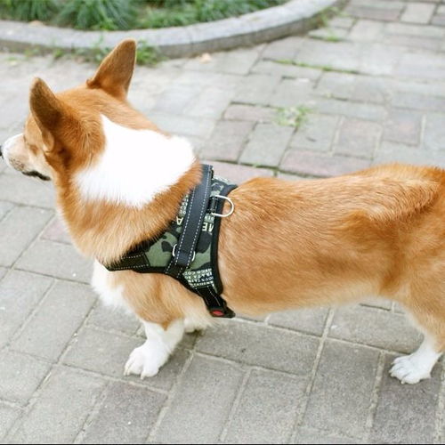 解锁科学遛狗新姿势 全能与舒适并存的胸背带牵引绳