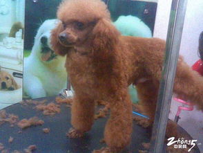 宠物世界 茶杯泰迪与苏牧种公的精彩亮相